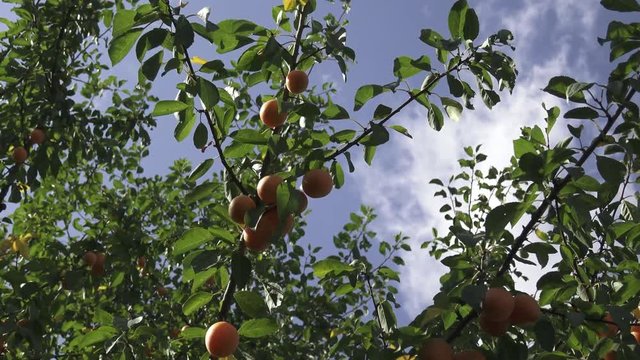 Yellow mirabelle plums. Ripe mirabelle on tree. Organic fruit before harvest in summer. (Prunus domestica syriaca)
