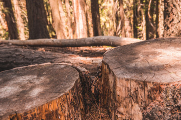 Fototapeta premium Tree stumps in the forrest