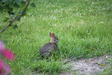 Bun Bun in the Backyard