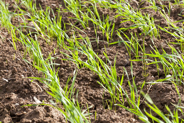 spring wheat