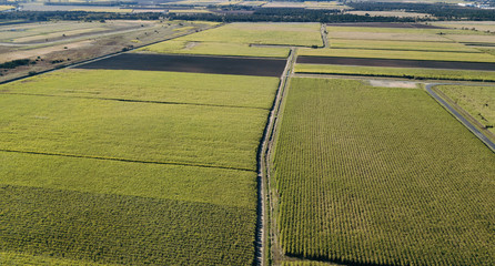 Sugar cane field during the day in Jacobs Well, Gold Coast, Queensland
