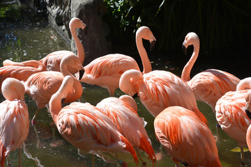 Flock of Pink Flamingos