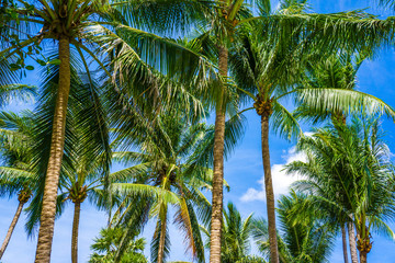 Fototapeta na wymiar Coconut palm tree with blue sky sunshine day