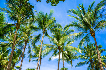 Fototapeta premium Coconut palm tree with blue sky sunshine day