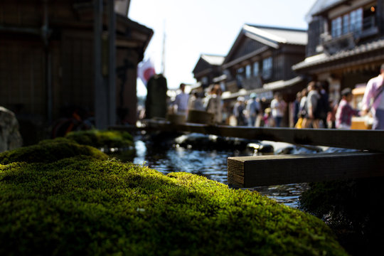 Fresh moss
