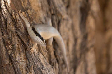 a lizard is sitting in the sun in africa