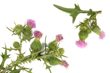 Thistle flowers isolated on white
