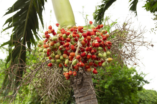  Close up Manila palm raw seed on tree, Veitchia merrillii (Becc.) H.E. Moore