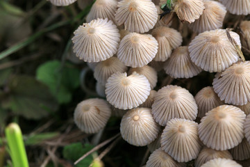 Psilocybin, mushroom, Psilocybe semilanceata , liberty cap , Magic mushroom, detail, closeup,