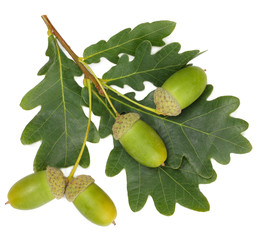 Obraz premium Oak branch with leaves and acorns on white background