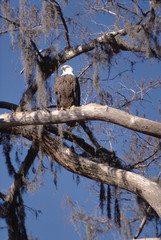 Bald Eagle (Haliaeetus Leucocephalus)