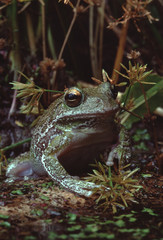 Barking Tree Frog (Hyla Gratiosa)