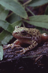 Barking Tree Frog (Hyla Gratiosa)