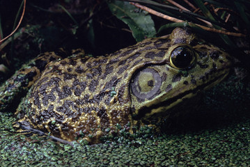 Barking Tree Frog (Hyla Gratiosa)