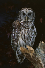Barred Owl (Strix Varia)