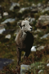 Bighorn Sheep Scenic (Ovis Canadensis)