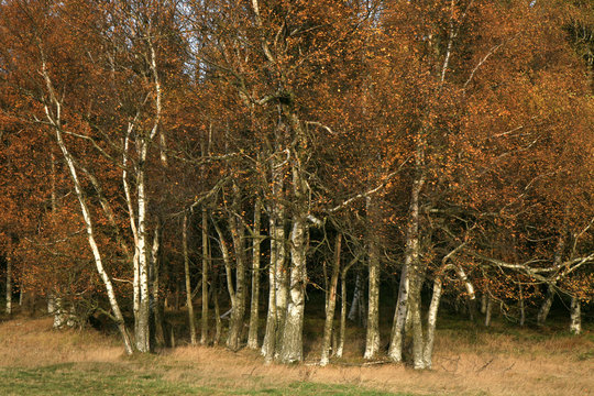 Autumn birch copse. Young birch in small village Pasterka in Stolowe Mountains, Table Mountains, National Park in Poland. Wilderness area with refugium of animals.