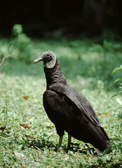 Black Vulture (Coragyps Atratus)