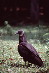 Black Vulture (Coragyps Atratus)