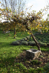 A decorative corner in the home garden. Willow with an old sandstone trough surrounded by a bed of spring perennials.