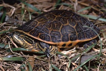 Chicken Turtle (Deirochelys Reticularia)