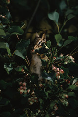 Colorado Chipmunk (Neotamias Quadrivittatus)