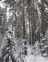 Trees under the snow