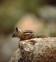 Colorado Chipmunk (Neotamias Quadrivittatus)