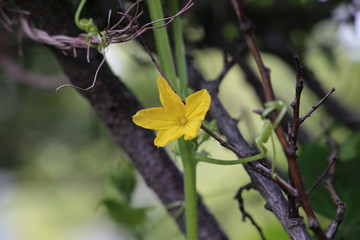 cucumber plant flower closeup view