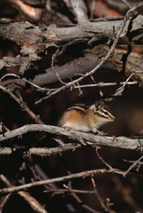 Naklejka na ściany i meble Colorado Chipmunk (Neotamias Quadrivittatus)