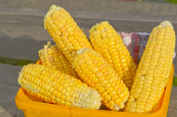 Ears of ripe corn © daryak