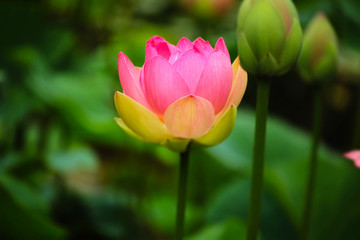 Fototapeta premium LOTUS NOW