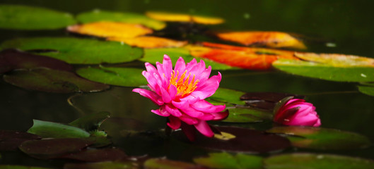 Happy Enlightened Lotus