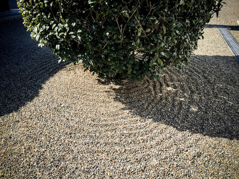 砂模様と樹木