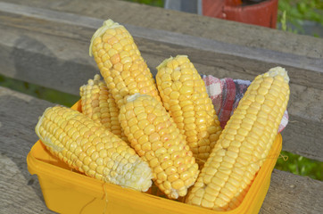 Ears of ripe corn © daryak