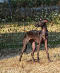 Standing Italian Greyhound looking to the side