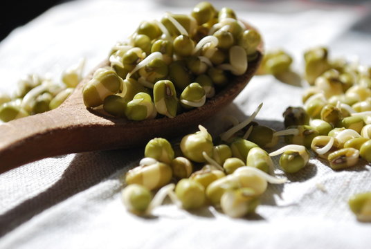 sprouted mache in a wooden spoon