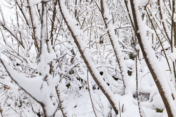 trees covered with snow