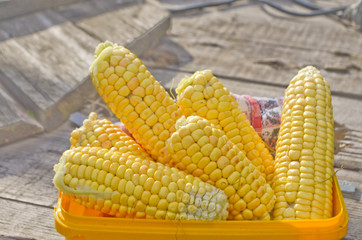 Ears of ripe corn © daryak