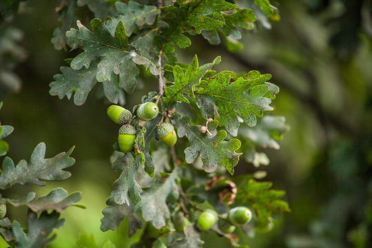 Oak and acorns