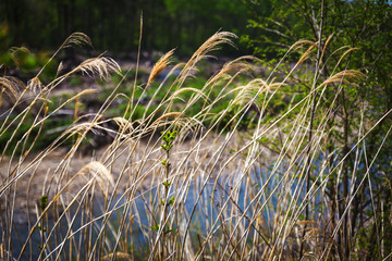 Dry grass and river in the background