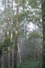 笹原の中の樺とシラビソ