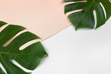 Fototapeta na wymiar Top view green tropical leaf on pastel pink and white background