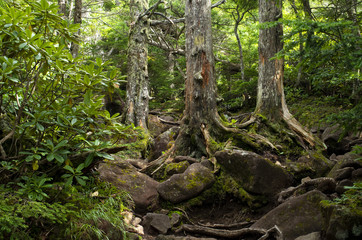 森の中の三兄弟