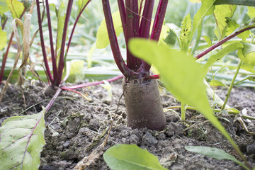 The beet growing on a bed. Beet ordinary. Close up. Vegetable background vertical. Beta.