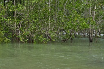 the floating trees at the beach