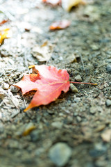 It is a picture of red maple taken in Canada. This is a picture of autumn leaves seen from the National Park 