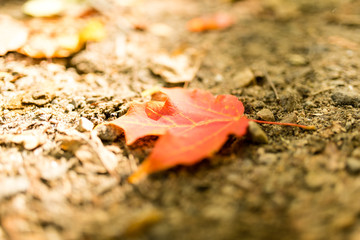 It is a picture of red maple taken in Canada. This is a picture of autumn leaves seen from the National Park "Mont-Tremblant" in the Laurentian Plateau in Quebec, Canada.