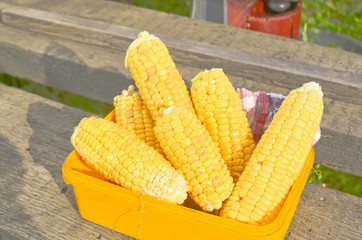 Ears of ripe corn © daryak
