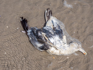 Toter Vogel am Strand an der Nordsee